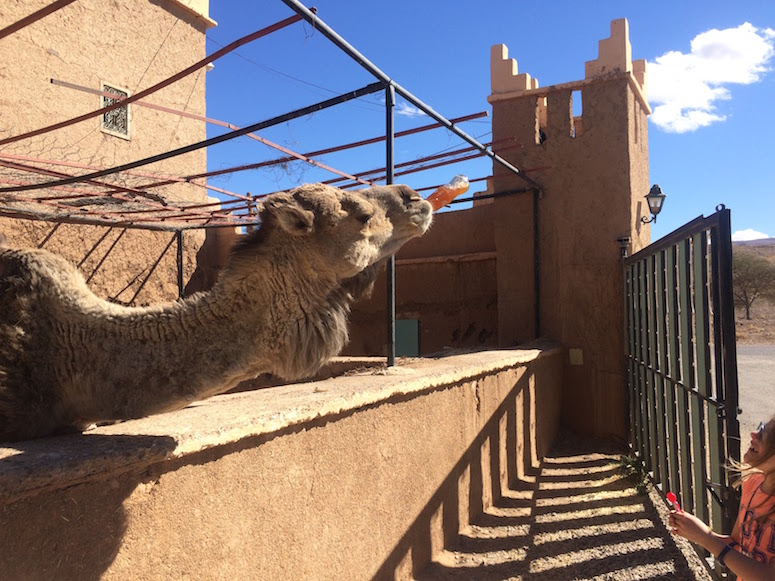 Morocco Desert Tour Camel Drinking Coke
