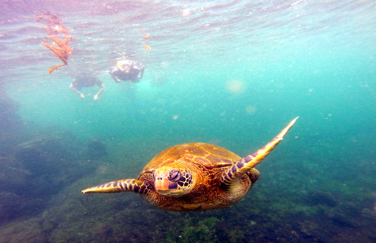 Snorkeling with Turtles in Akumal, Mexico