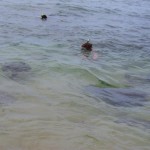 Snorkeling with Turtles