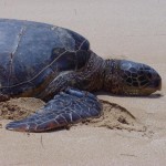 Turtle Beach Oahu
