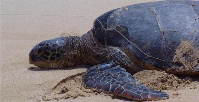 Turtle Beach, Oahu HI