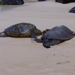 Turtles on Beach In Hawaii