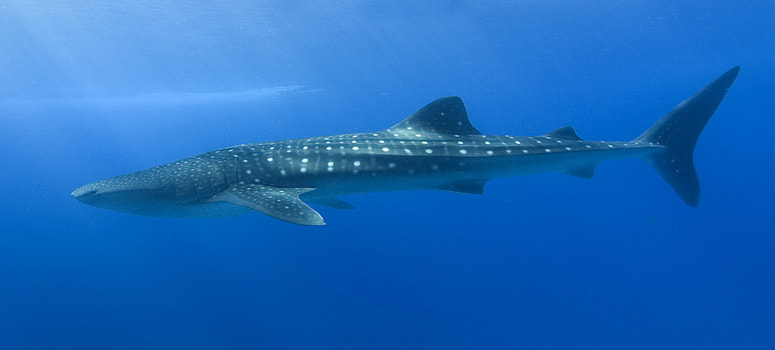 Snorkeling with Whale Sharks at Isla Holbox
