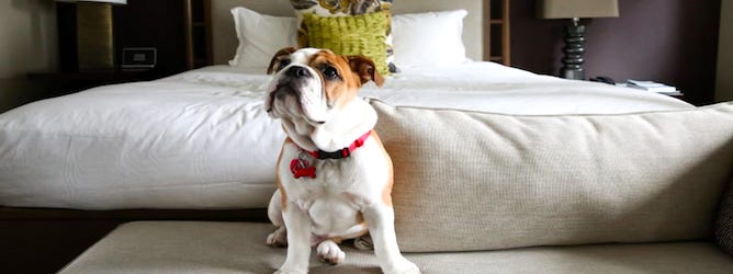 Pet-Friendly Hotels